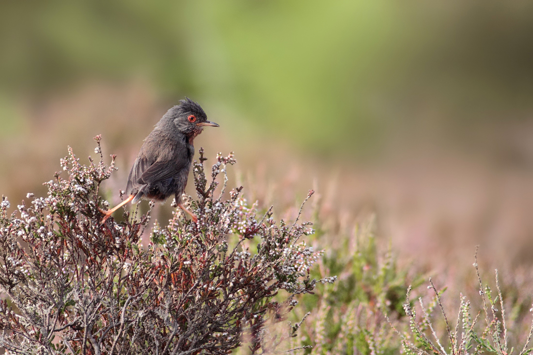 Dartford Warbler